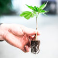 What the stek!? #5: Van stek naar wietplant