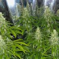 Bud Babe: Mexican Sativa