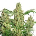 Bud Babe: Power Plant