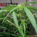 Grootste cannabis & kankeronderzoek ooit