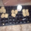 Steentijd Stoners - Hoe onze voorouders high werden (part I)