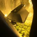 Grootste cannabis & kankeronderzoek ooit