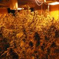 Man weet niks van 295 wietplanten in huis