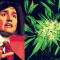 Canada op weg naar volledig legale wiet!