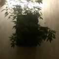 De beste anti-War on Drugs speech ooit