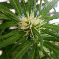 De onzin van het 'luie stoner' stereotype