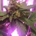 Alain Bollen - Het gedrocht van de Belgische wet inzake cannabis
