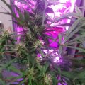 Opgraving Siberië bewijst: cannabis pijnstiller in Bronstijd