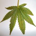VOC: Toekomst Cannabis Social Clubs