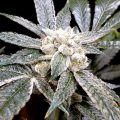 Bud Babe: El Fuego