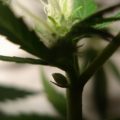 Teaser wietdocu 'The Culture High'