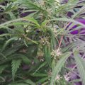 Wietideeën in 'The Marijuana Show' 