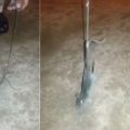 Gevangenen trainen muis als drugskoerier