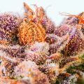 Wat zijn cannabinoïden?