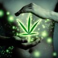 Cannabinoïden effectief bij leverkanker