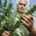 Cannabis vs. Kanker - 100 onderzoeken
