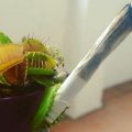 Ik & Mijn Wietrokende Plant