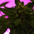 Justitie 2 keer plat op de bek in coffeeshop-zaken