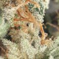 Grootste cannabis & kankeronderzoek ooit