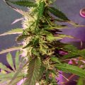 Grootste cannabis & kankeronderzoek ooit