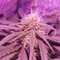 De 11 leukste stoner-videogames
