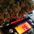 Doe jezelf een lol en hotbox je hoofd
