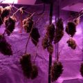 Grootste cannabis & kankeronderzoek ooit