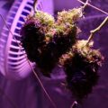 VOC: Toekomst Cannabis Social Clubs