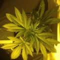 De beste anti-War on Drugs speech ooit