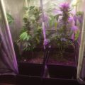 1.600 Italianen krijgen 5 gram home-grown mediwiet