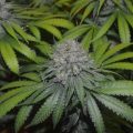Bud Babe: LA Confidential