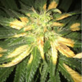 VOC: Toekomst Cannabis Social Clubs