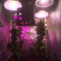 VOC: Toekomst Cannabis Social Clubs