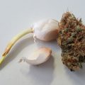 Gebruik Rogis preventief tegen ongedierte