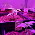 De 9 levens van Dokter Groen