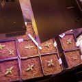 USA Autofems onder CrazyLEDs + HPS
