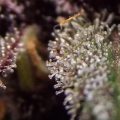 Video: Auto BlackBerry Kush & 75 Watt LED