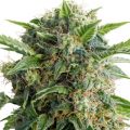 Bud Babe: AutoDaiquiri Lime