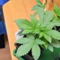 Doe jezelf een lol en hotbox je hoofd