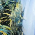 Winnaar Nobelprijs voor de Vrede: 'Stop met war on drugs'