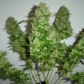 Bud Babe: Money Maker
