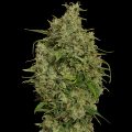 Bud Babe: Sweet Tooth