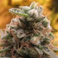Bud Babe: Cherry Bomb Auto