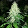 Bud Babe: HS NY Diesel