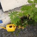 Zwitsers experiment met cannabis clubs
