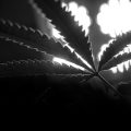 Cannabis social clubs in gedrang