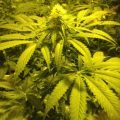 Amsterdam pest coffeeshop om 9 meter