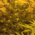 Doe jezelf een lol en hotbox je hoofd