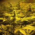 Cannabis Strain Testing 420 - Cheese, dag #30