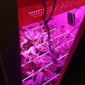 Dokter Groen scrogt in LED-kweekkast